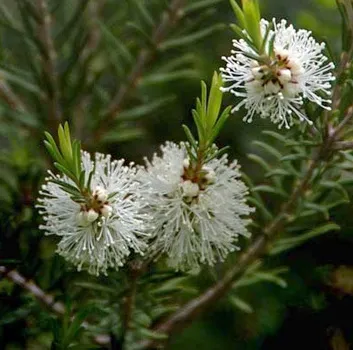 Cajeput Essential Oil 5